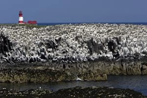 Images Dated 2nd June 2006: Staple Island-showing seabird colony and lighthouse, Farne Isles, Northumberland UK
