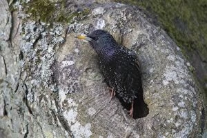 Starling Gallery: Star  adult in front of the nest in a tree  Germany