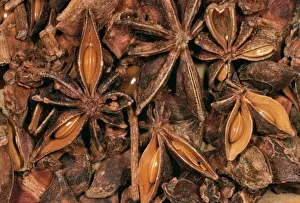 Spice Prints: Star Annie Seeds