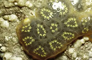 Sea Squirts Prints: Star Ascidian Sea Squirts