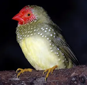 Star Finch - coastal North East Australia