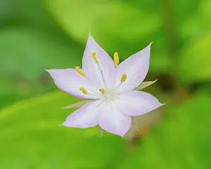 Star Prints: Star flower Date: 19-05-2020