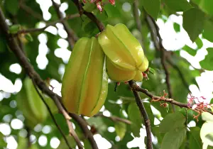 Edible Prints: Star fruit - on tree