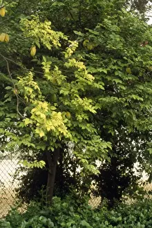 Star Fruit Tree