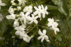 Images Dated 20th May 2005: Star Jasmine - flowering