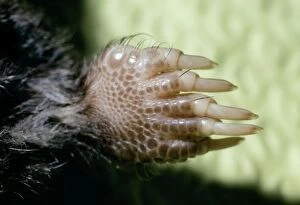 Star-nosed Mole - close-up of foot showing claws