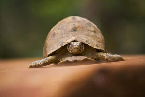 Madagascar Gallery: Star tortoise, Perinet Reserve, Toamasina