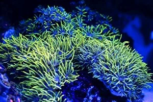 Bioluminescence Gallery: Starburst Polyp showing fluorescent colors when
