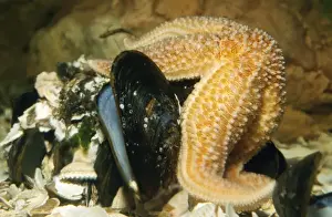 Mussel Prints: Starfish - feeding on mussels
