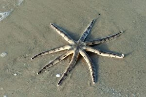 Echinoderms Gallery: Starfish at low tide