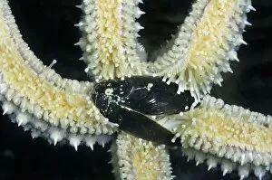 Starfish - with mussel as prey