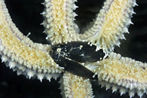 Echinoderms Gallery: Starfish - with mussel as prey
