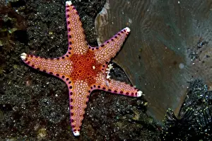 Nudibranches Prints: Starfish with Nudibranch (Chromodorididae-reliable chromodoris)