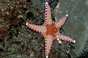 Images Dated 5th September 2008: Starfish and Nudibranch (Chromodoris fidelis)
