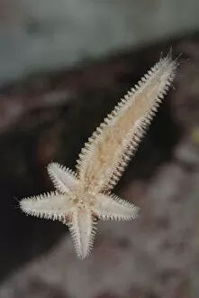 Echinoderms Gallery: Starfish regenerating whole body and four arms from single arm and central disc following injury