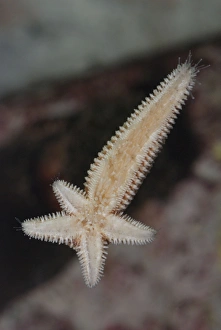 Images Dated 10th April 2010: Starfish regenerating whole body and four arms from single arm and central disc following injury