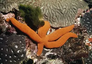 Starfish Prints: Starfish - showing leg regeneration Great Barrier Reef, Australia