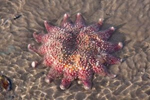 Starfish - Stranded individual on a beach