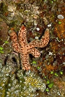 Images Dated 15th April 2007: Starfish (Unidentified) - eating algae