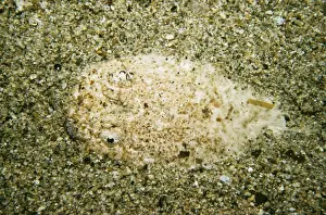 Stargazer - on sea bed - Indonesia