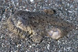 Stargazer Snake Eel buried in sand