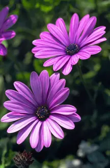 Starlight Osteospermum DAD 1055 Killerton, Devon Osteospermum ‘Denebola © David Dixon / ARDEA LONDON