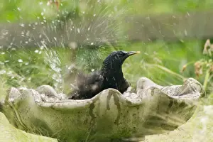 Bird Baths Prints: Starling - bathing in birdbath