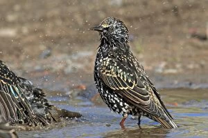 Starling - bathing in puddle