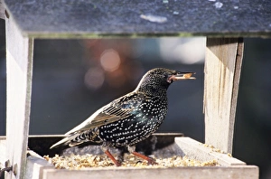 Bird Table Collection: Starling - at bird table