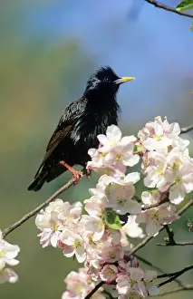 Starling - on blossom branch UK