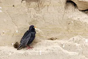 Bulgaria Prints: Starling. Bulgaria