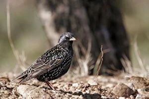 Images Dated 17th February 2005: Starling. Bulgaria
