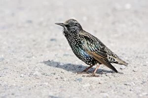 Starling - on car park searching for food