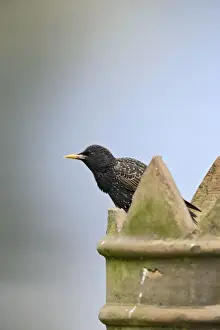 Chimney Prints: Starling - on chimney - Bedfordshire - UK 007571