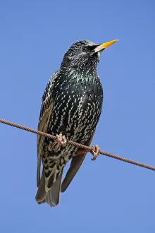 Starling - Cornwall - UK
