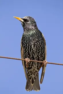 Starling - Cornwall - UK