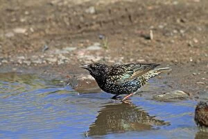 Starling - drinking from puddle