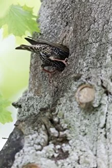 Starling - entering nest in tree stem