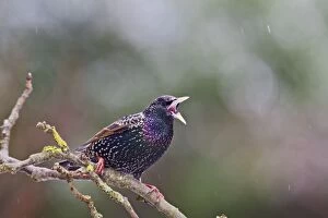 Images Dated 6th January 2010: Starling - in falling snow