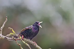Starling - in falling snow Bedfordshire UK 8840