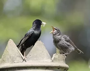 Starling - feeding youngster on chimney