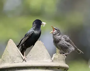Chimney Prints: Starling - feeding youngster on chimney - Bedfordshire - UK 007546