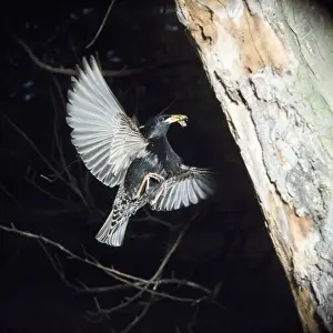 Starling - in flight approaching nest with food in beak