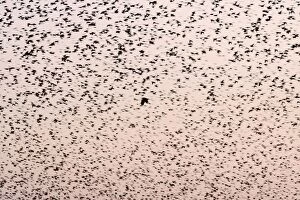 Images Dated 29th December 2008: Starling Flock