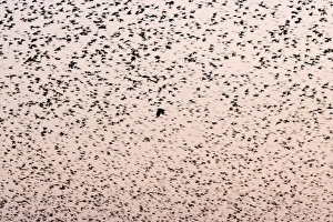 Images Dated 29th December 2008: Starling Flock