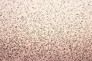 Images Dated 29th December 2008: Starling Flock