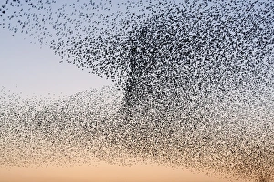 Images Dated 29th December 2008: Starling Flock