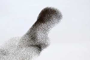 Images Dated 22nd November 2008: Starling Flock