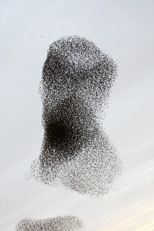 Images Dated 22nd November 2008: Starling Flock