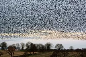 Images Dated 22nd November 2008: Starling Flock